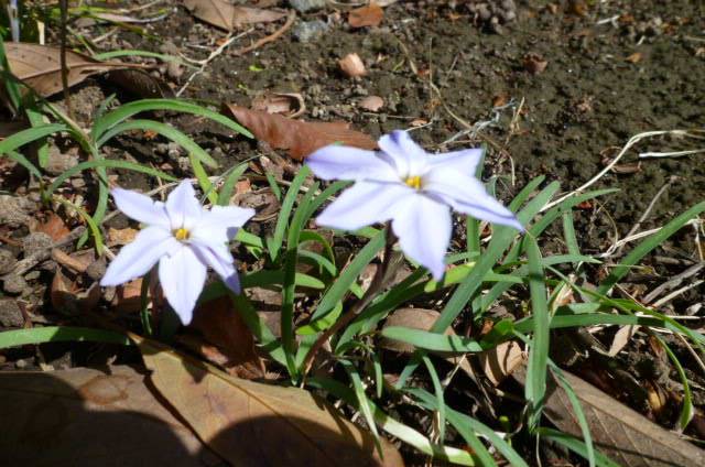 ハナニラ (2).jpg