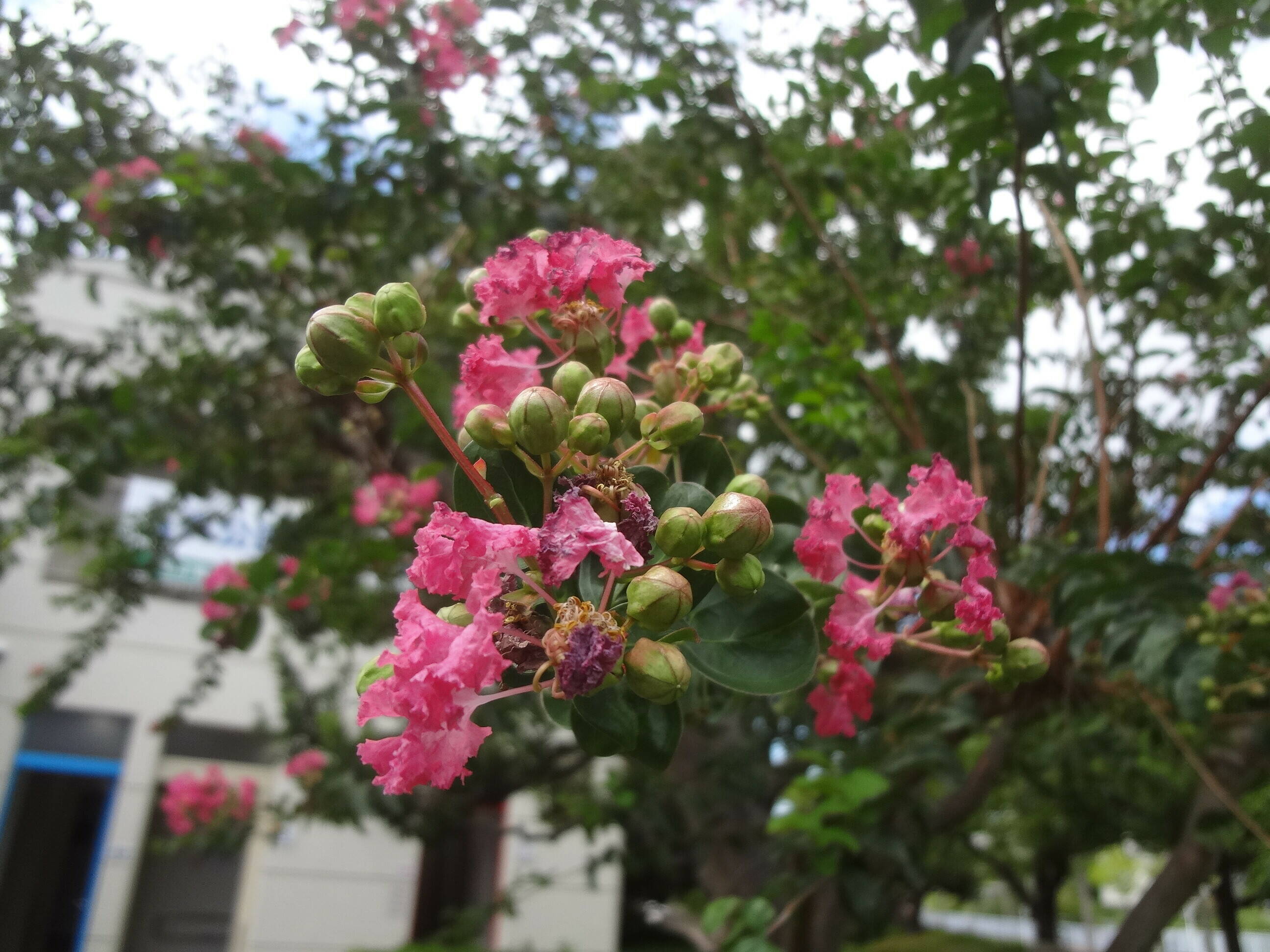 サルスベリ（百日紅）がたくさんの花を咲かせています|｜ブログ