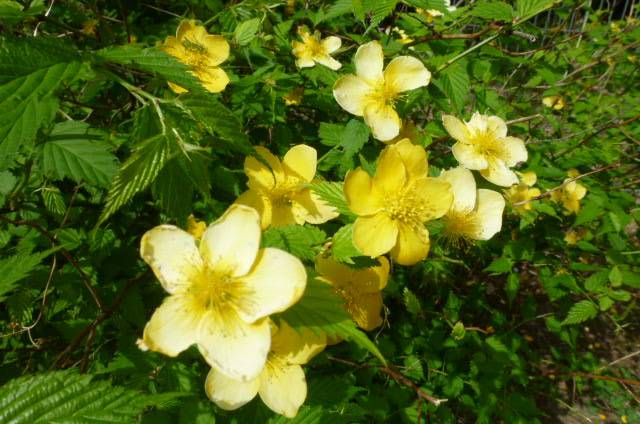 ヤマブキ (2).jpg