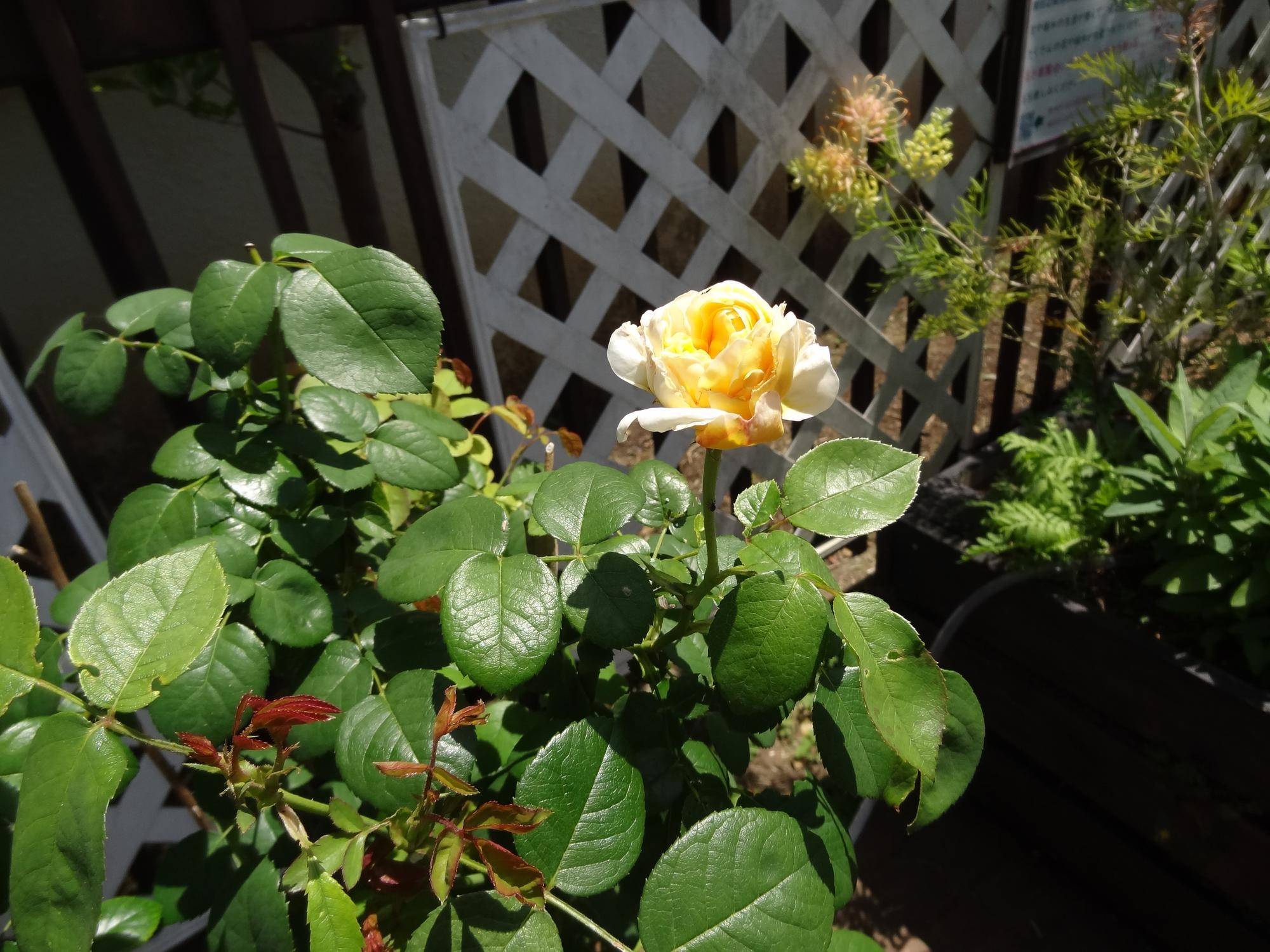 DSC06525.jpg