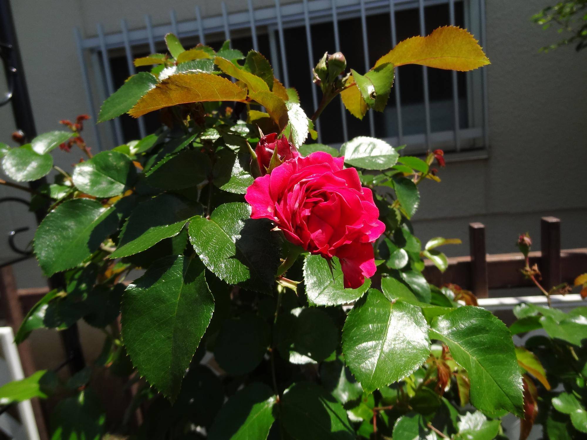 DSC06535.jpg
