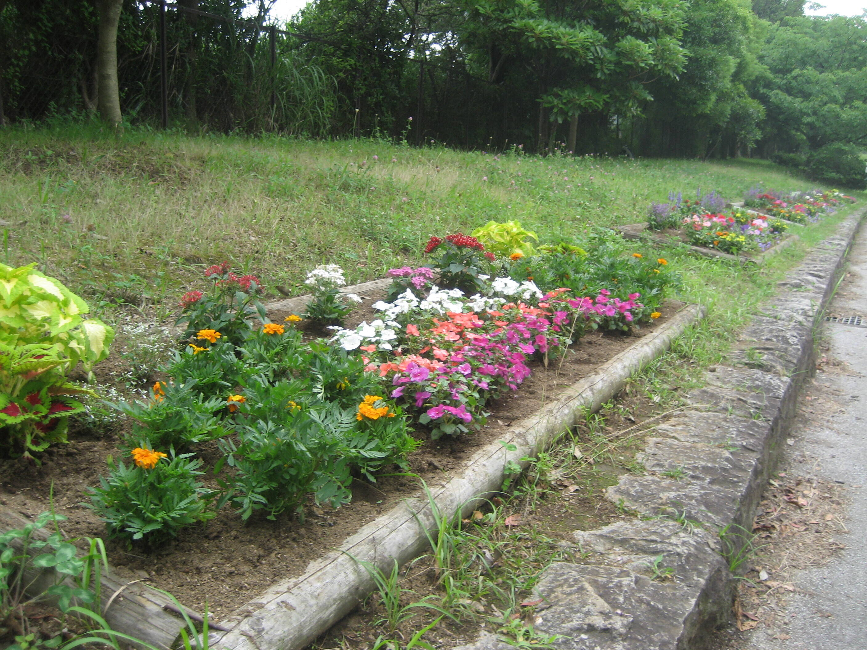 花壇の花苗情報 ブログ 長浜公園公式サイト 公益財団法人 横浜市緑の協会