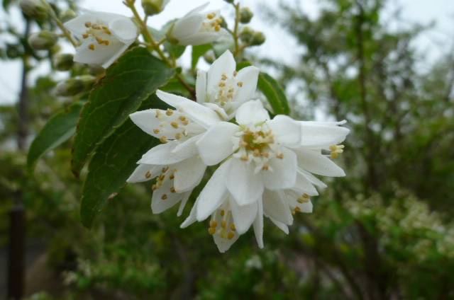 ヒメウツギ (3).jpg