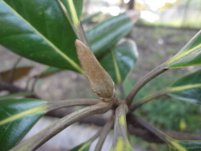 タイサンボク (2).jpg