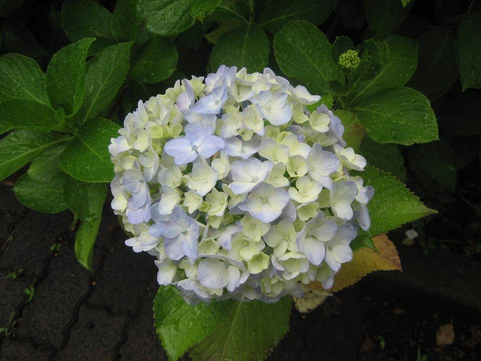 IMG_0505.jpg