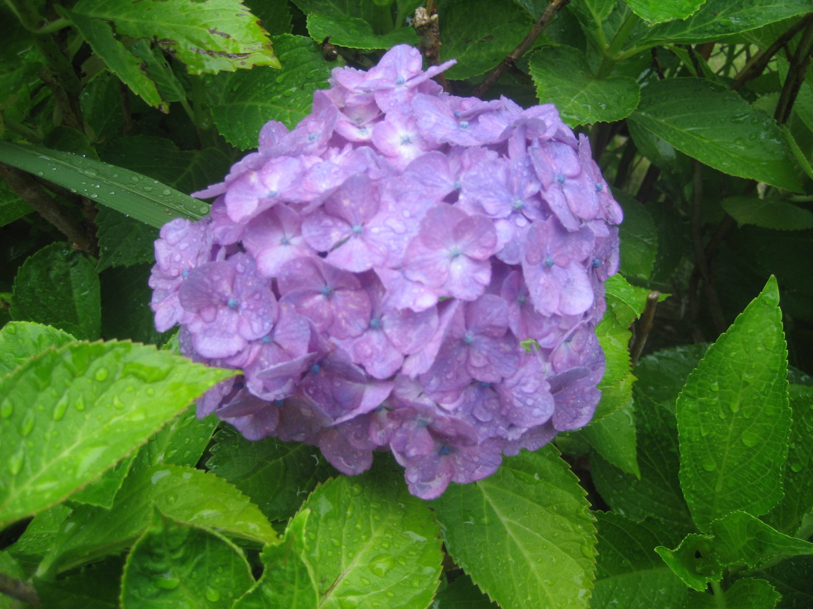 IMG_0509.jpg