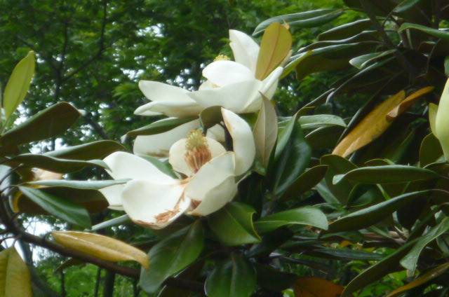 タイサンボク (2).jpg