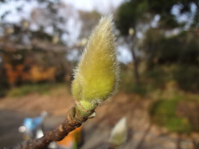 春を待つ 新芽 がたくさん ブログ 長浜公園公式サイト 公益財団法人 横浜市緑の協会 春を待つ 新芽 がたくさん ブログ 長浜公園公式サイト 公益財団法人 横浜市緑の協会