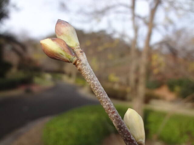 トサミズキ (2).jpg