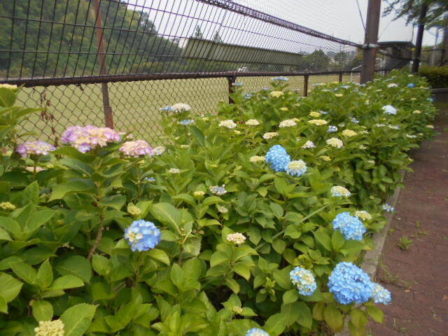 アジサイ6.jpg