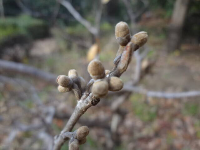 マンサク (4).jpg