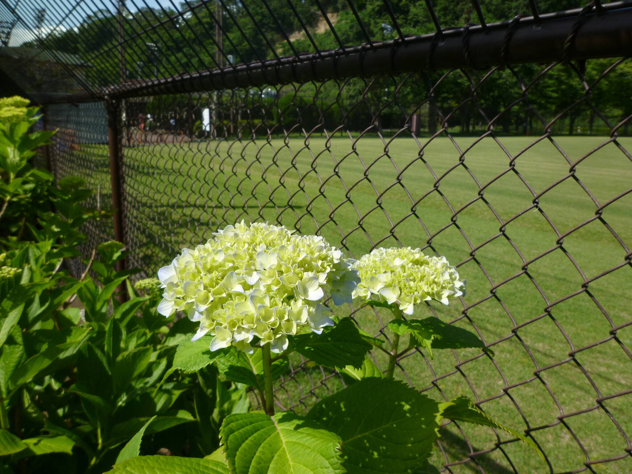 アジサイ⑧.jpg