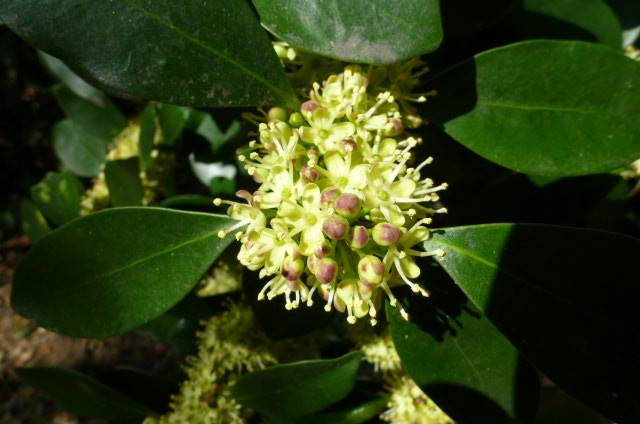 モチノキ (2).jpg