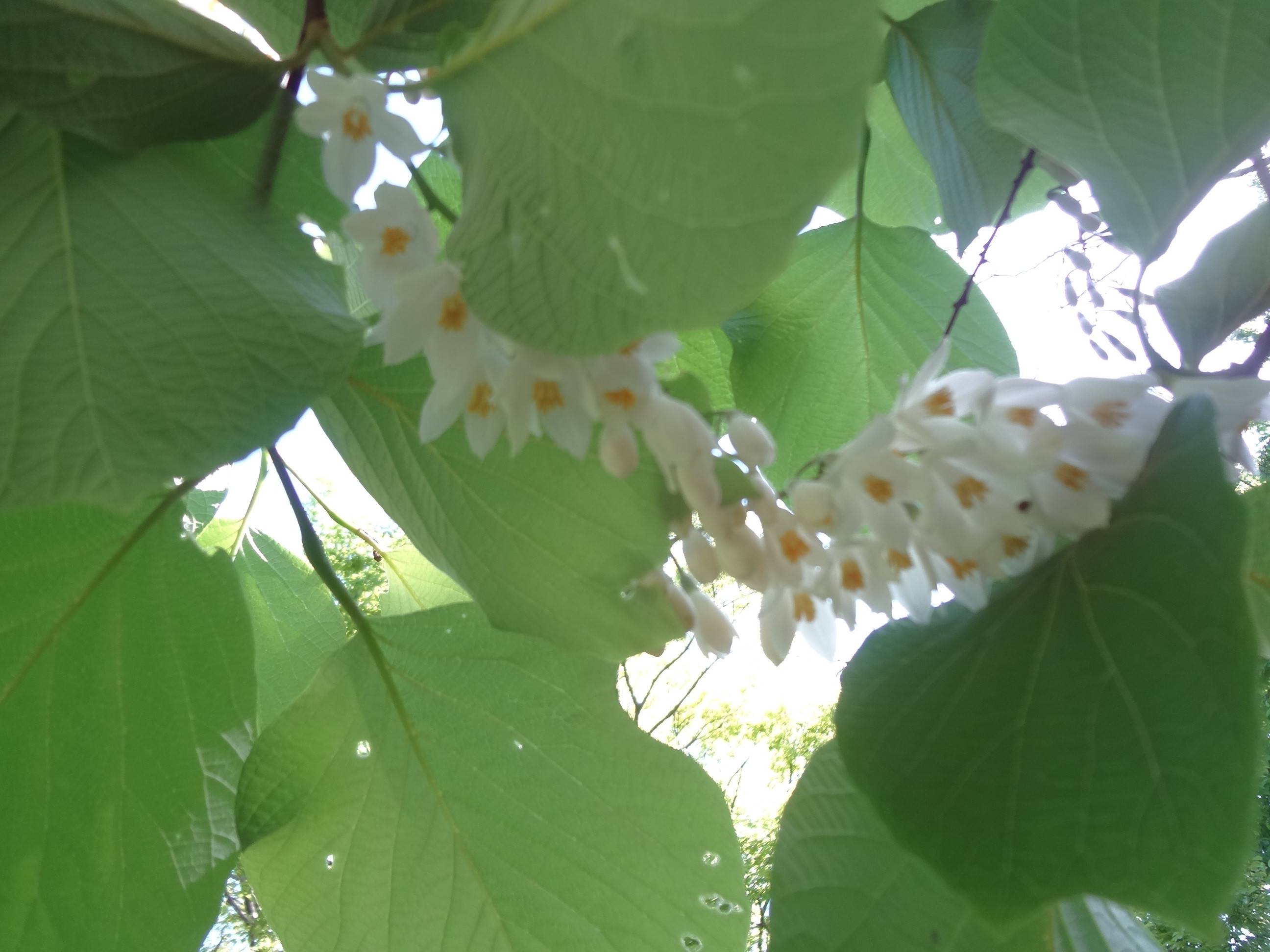 ハクウンボク (4).jpg