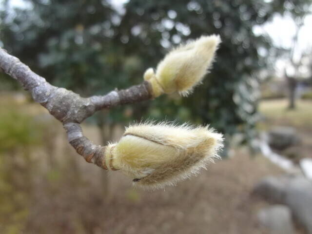 ハクモクレン (3).jpg