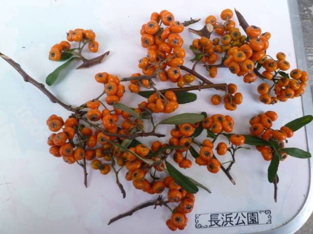 P1080103ピラカンサ.jpg