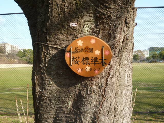 サクラ開花情報】2023年3月5日 まだまだつぼみ・・・本格的な春