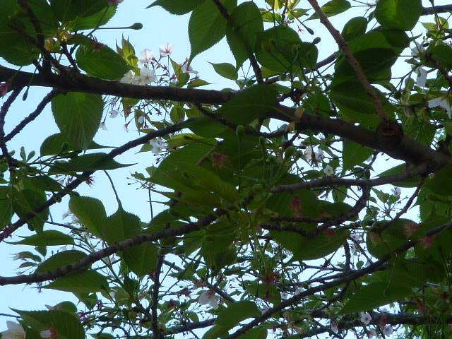 P1090890.jpg