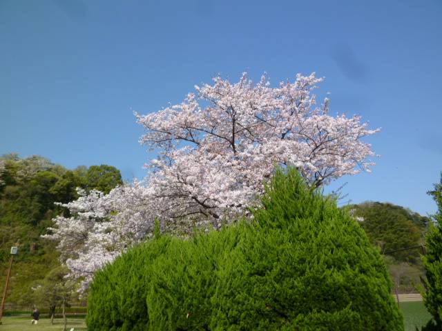P1090678.jpg