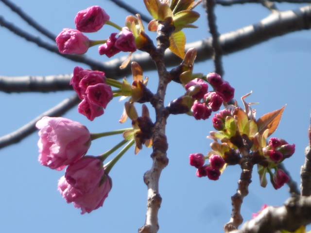 P1090695.jpg