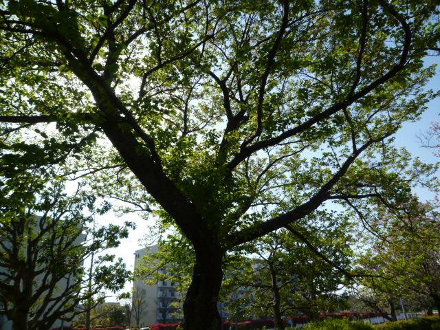 P1090763.jpg