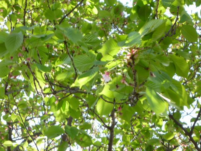 P1090764.jpg