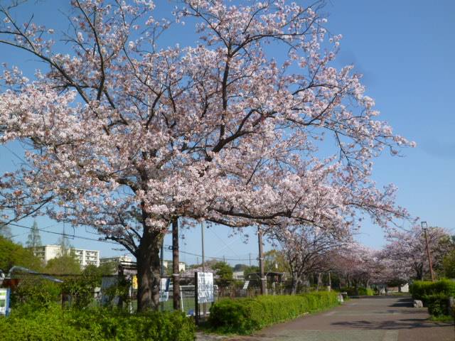 P1090767.jpg