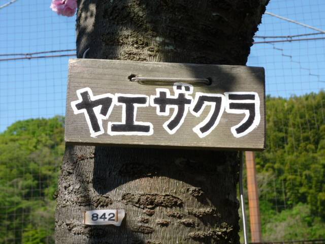 P1090854.jpg