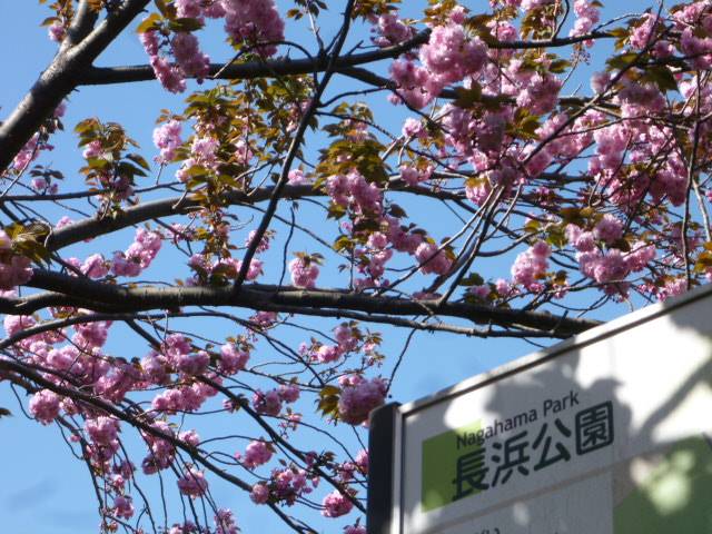 P1090860.jpg
