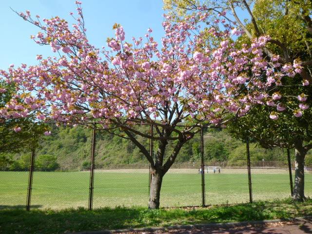 P1090864.jpg
