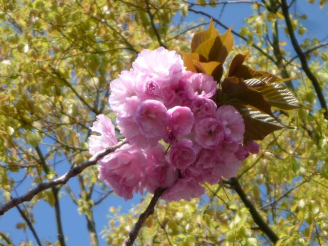 P1090880.jpg