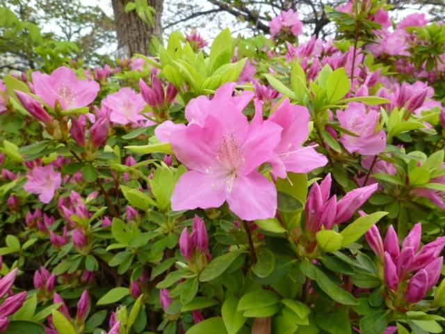 ツツジが咲き始めましたよ～♪】|｜ブログ|長浜公園公式サイト