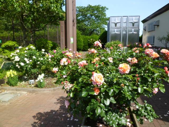 P1100021.jpg