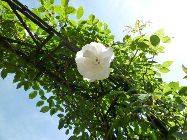 P1100027.jpg
