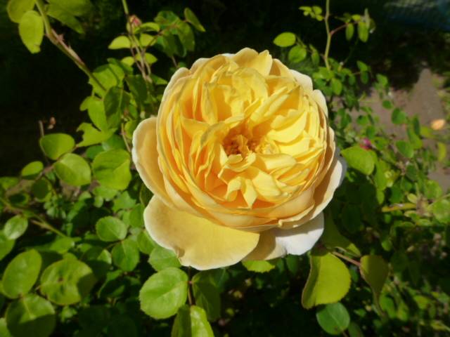 P1100057.jpg