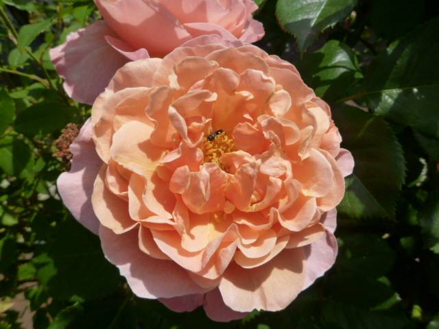 P1100065.jpg