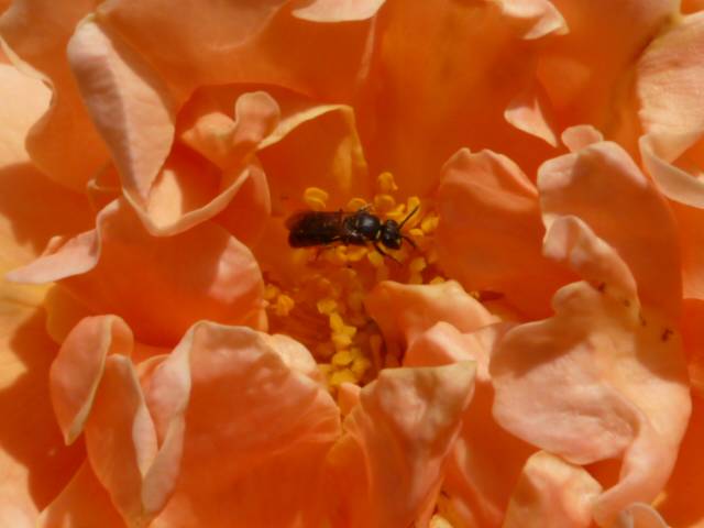 P1100066.jpg