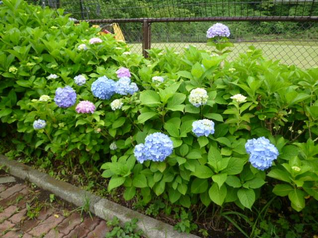 P1100381.jpg