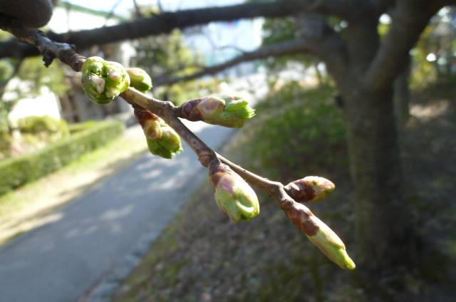 P1100730オオシマザクラ(健康遊具横).jpg
