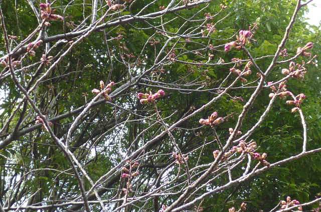 P1100740ヨコハマヒザクラ観察窓B付近.jpg