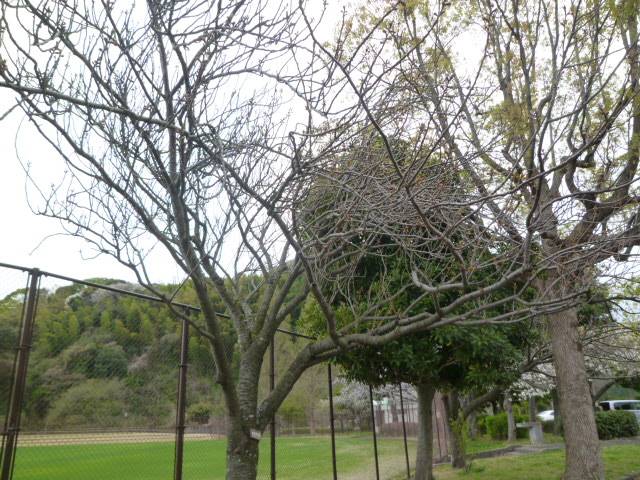 P1130201.jpg