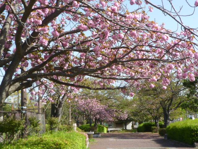 平和 鳩とんじゃう #桜庭遥花 #CUTIESTREET #きゅーすと