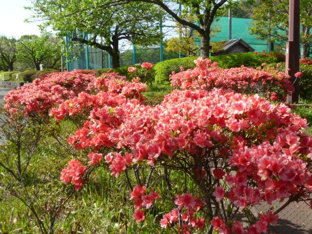 P1130391.jpg