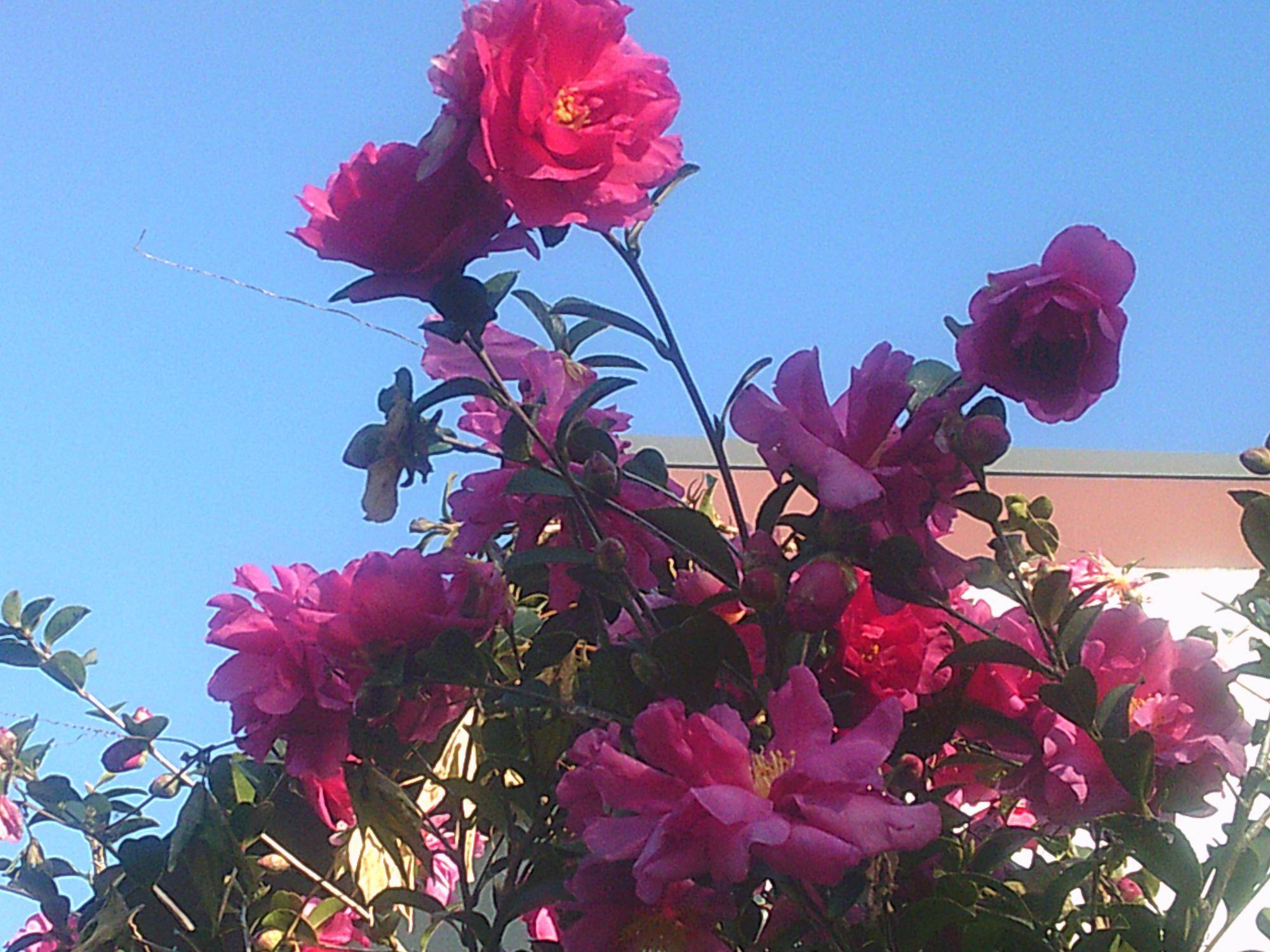 DSCF0017.jpg