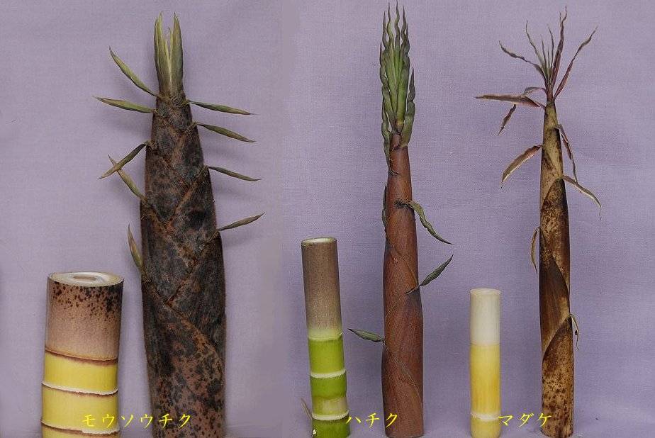 たけのこの違い02.jpg