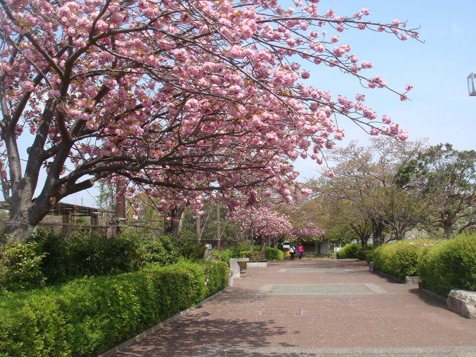 20190419桜並木園路の様子DSC00494.jpg