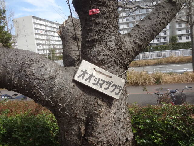 オオシマザクラ (4).jpg