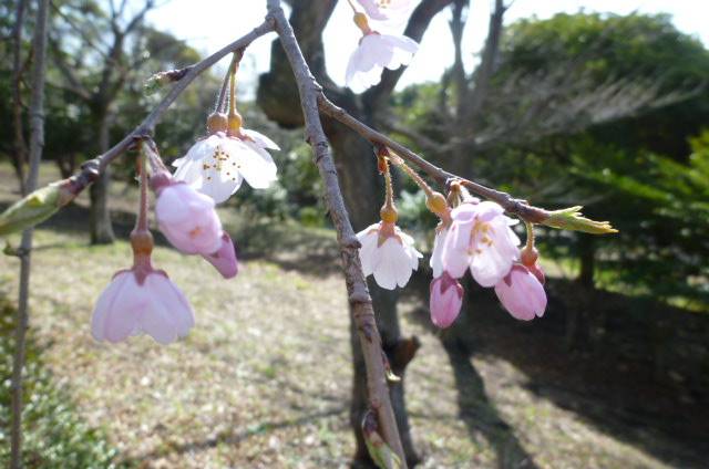シダレザクラ開花P1050660.jpg