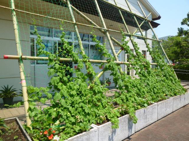 グリーンカーテン 成長中です ブログ 長浜公園公式サイト 公益財団法人 横浜市緑の協会