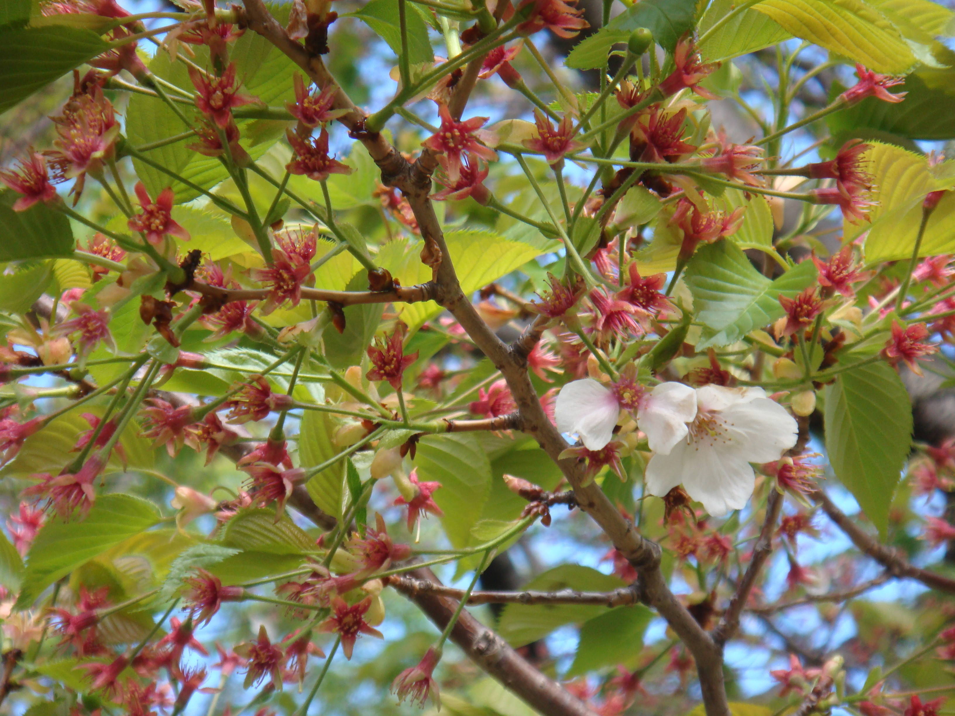 標準木アップ(葉桜)DSC00416.jpg